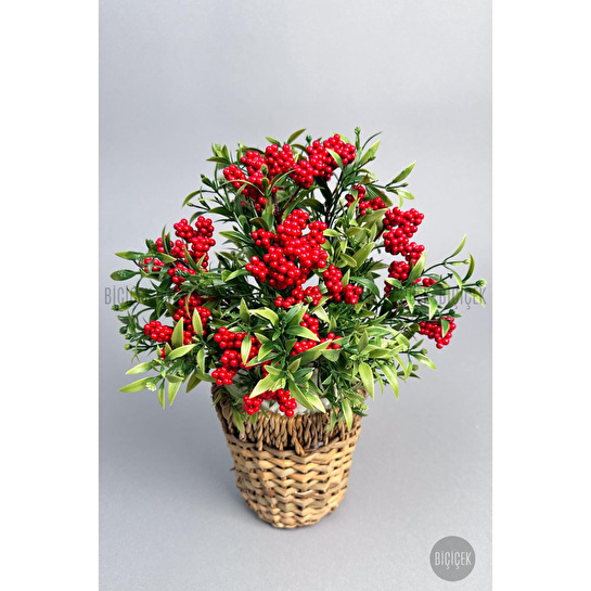 Biçiçek Koki̇na Bi̇tki̇si̇ 40 Cm Hasir Saksida Bol Meyveli̇ Yilbaşi Bi̇tki̇si̇