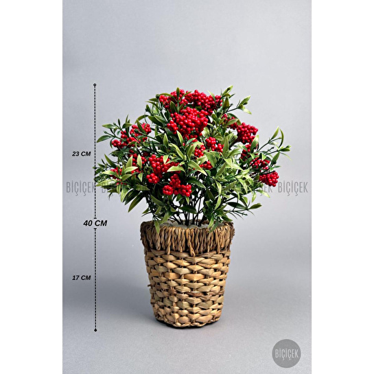 Biçiçek Koki̇na Bi̇tki̇si̇ 40 Cm Hasir Saksida Bol Meyveli̇ Yilbaşi Bi̇tki̇si̇