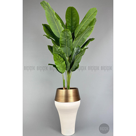 Biçiçek 220cm Starliçe Bitkisi Cleopatra Saksıda Krem Gold