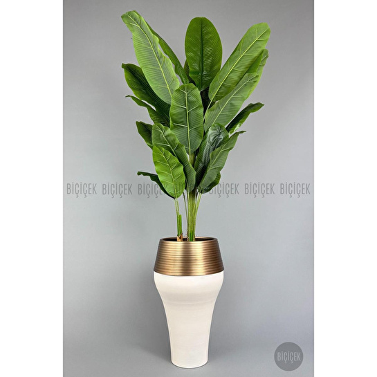 Biçiçek 220cm Starliçe Bitkisi Cleopatra Saksıda Krem Gold