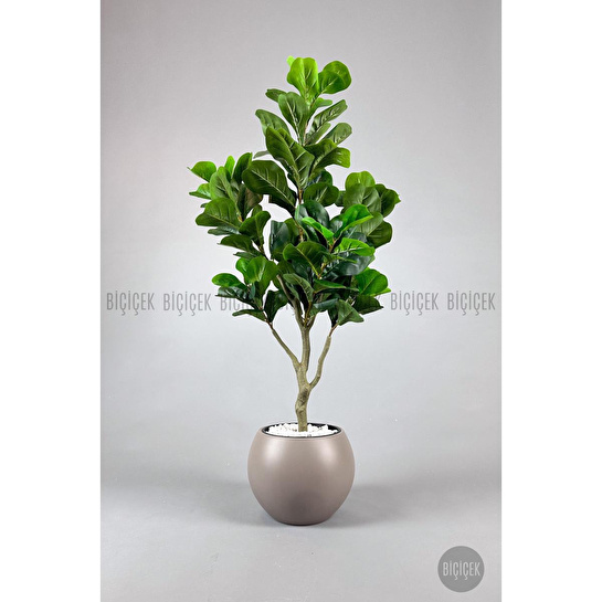 Biçiçek Keman Yapraklı Kauçuk Bitkisi Fiddle Lyrata Küre Saksı 150 Cm Kahverengi