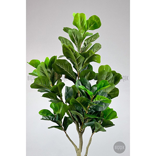 Biçiçek Keman Yapraklı Kauçuk Bitkisi Fiddle Lyrata Küre Saksı 150 Cm Kahverengi