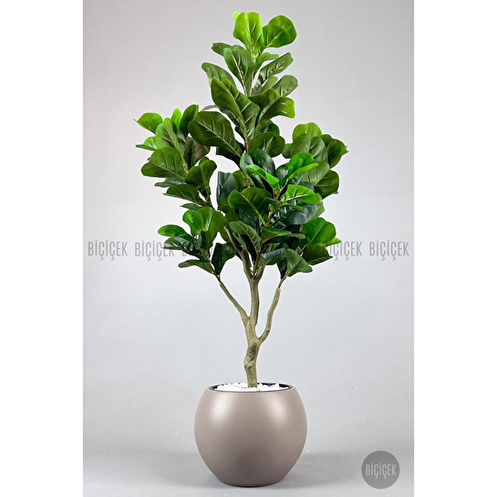 Biçiçek Keman Yapraklı Kauçuk Bitkisi Fiddle Lyrata Küre Saksı 150 Cm Kahverengi