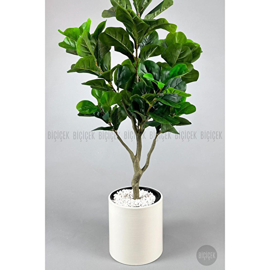 Biçiçek Keman Yapraklı Kauçuk Bitkisi Fiddle Lyrata Metal Saksı Beyaz-150cm