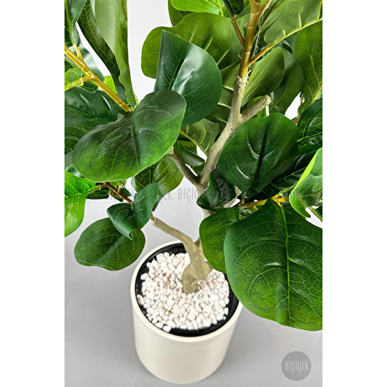 Biçiçek Keman Yapraklı Kauçuk Bitkisi Fiddle Lyrata Metal Saksı Beyaz-150cm