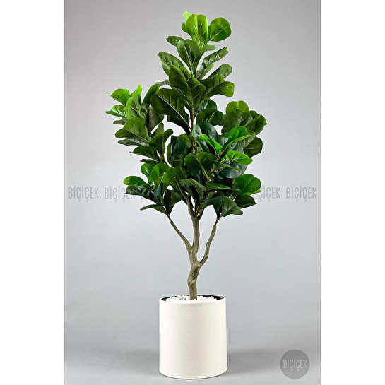 Biçiçek Keman Yapraklı Kauçuk Bitkisi Fiddle Lyrata Metal Saksı Beyaz-150cm
