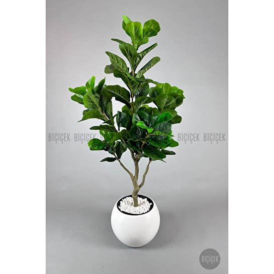Biçiçek Keman Yapraklı Kauçuk Bitkisi Fiddle Lyrata Küre Saksı 150 Cm Beyaz