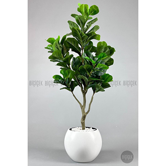 Biçiçek Keman Yapraklı Kauçuk Bitkisi Fiddle Lyrata Küre Saksı 150 Cm Beyaz