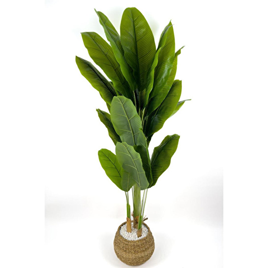 Biçiçek Muz Ağacı 170cm Geoit Hasır Saksıda