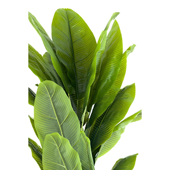 Biçiçek Muz Ağacı 170cm Geoit Hasır Saksıda