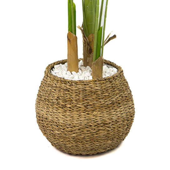 Biçiçek Muz Ağacı 170cm Geoit Hasır Saksıda