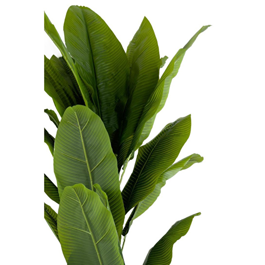 Biçiçek Muz Ağacı 200cm Siyah Gold Metal Saksıda