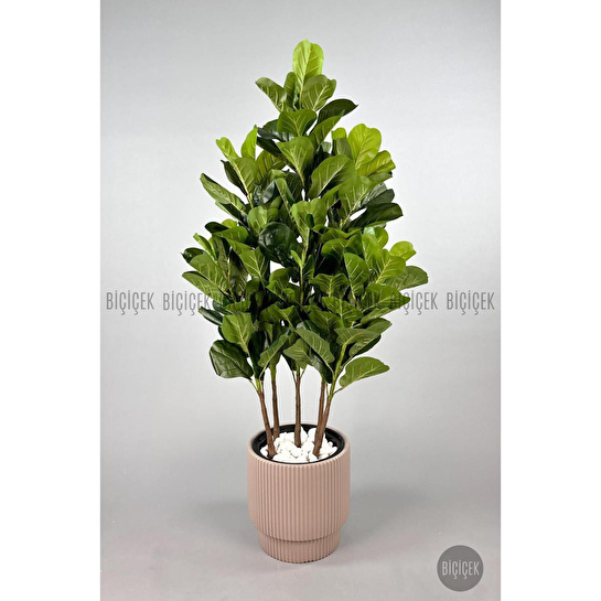 Biçiçek Keman Yapraklı Kauçuk Bitkisi Gala Saksıda Fiddle Lyrata 3
