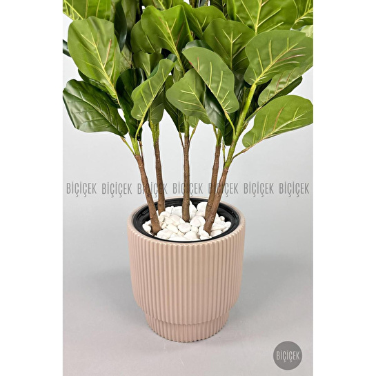 Biçiçek Keman Yapraklı Kauçuk Bitkisi Gala Saksıda Fiddle Lyrata 3