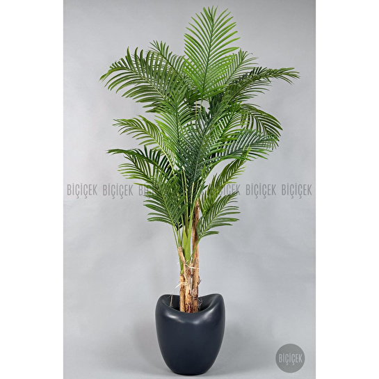 Biçiçek Areka Ağacı 220-240 Cm Grifiber1