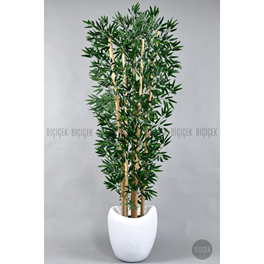 Biçiçek Zen Bambu Ağacı 220-240 Cm Fiber Saksıda Beyazfiber2