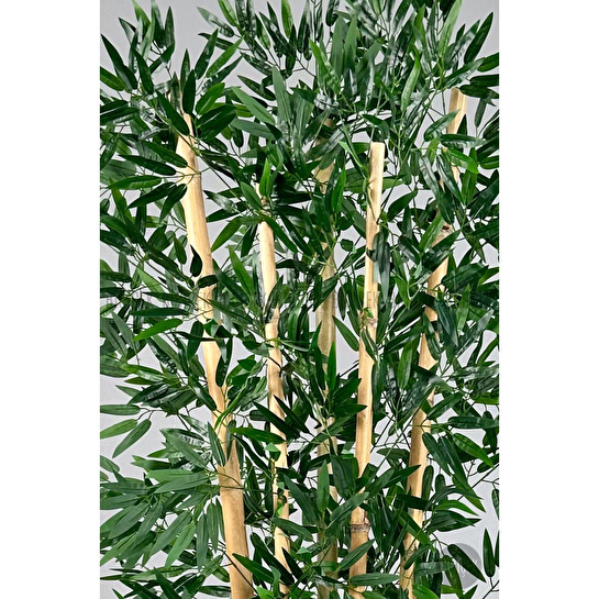 Biçiçek Zen Bambu Ağacı 220-240 Cm Fiber Saksıda Beyazfiber2