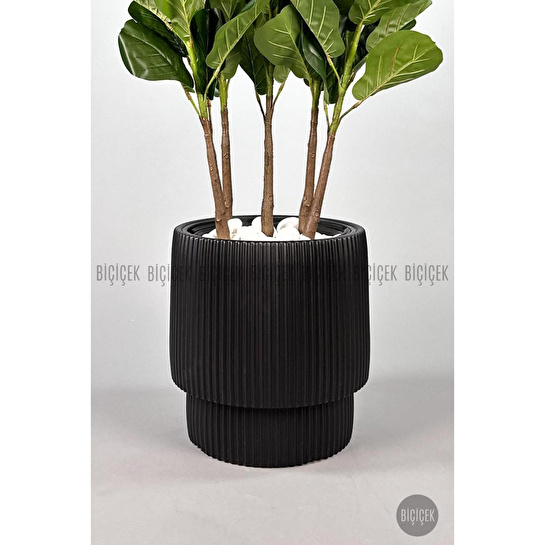 Biçiçek Keman Yapraklı Kauçuk Bitkisi Gala Saksıda Fiddle Lyrata 5