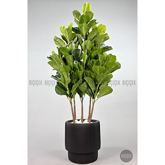 Biçiçek Keman Yapraklı Kauçuk Bitkisi Gala Saksıda Fiddle Lyrata 5
