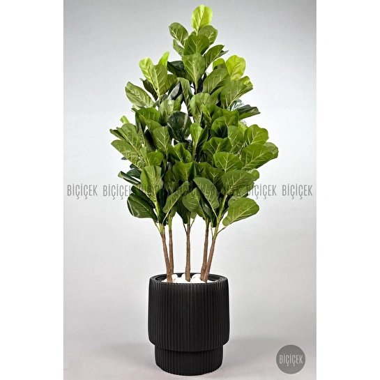 Biçiçek Keman Yapraklı Kauçuk Bitkisi Gala Saksıda Fiddle Lyrata 5