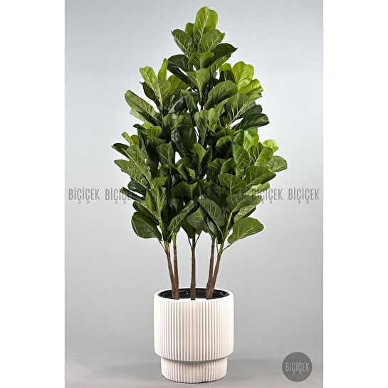 Biçiçek Keman Yapraklı Kauçuk Bitkisi Gala Saksıda Fiddle Lyrata 1