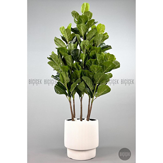 Biçiçek Keman Yapraklı Kauçuk Bitkisi Gala Saksıda Fiddle Lyrata 1