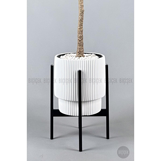 Biçiçek Keman Yapraklı Kauçuk Bitkisi Fiddle Lyrata Gala Saksı 175-200 Cm Beyaz-siyah