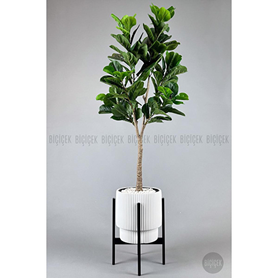 Biçiçek Keman Yapraklı Kauçuk Bitkisi Fiddle Lyrata Gala Saksı 175-200 Cm Beyaz-siyah