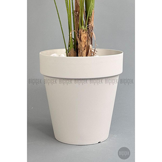 Biçiçek Yapay Areka Ağacı Büyük Boy Palmiye Ağacı 4 Bambu Gövdeli 220cm Kırıkbeyaz Renk Yalı Saksıda