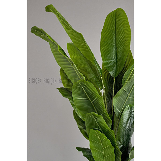 Biçiçek Yapay Ağaç Starliçe Bambu Gövdeli 220cm Büyük Boy Kırıkbeyaz Renk Yalı Saksıda