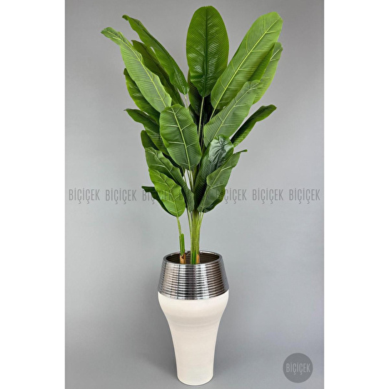 Biçiçek 220cm Starliçe Bitkisi Cleopatra Saksıda Krem Gümüş