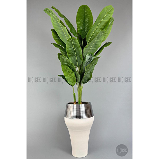 Biçiçek 220cm Starliçe Bitkisi Cleopatra Saksıda Krem Gümüş