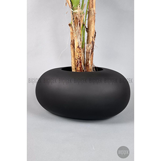 Biçiçek Areka Ağacı 220-240 Cm Siyahfiber2