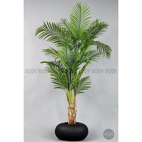 Biçiçek Areka Ağacı 220-240 Cm Siyahfiber2