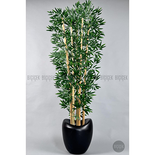 Biçiçek Zen Bambu Ağacı 220-240 Cm Fiber Saksıda Siyahfiber2