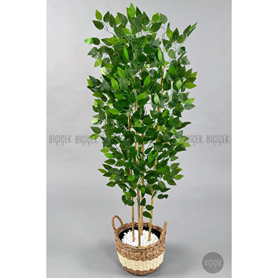 Biçiçek Yapay Benjamin Ağacı 170cm Siyah Şeritli Hasır Saksıda