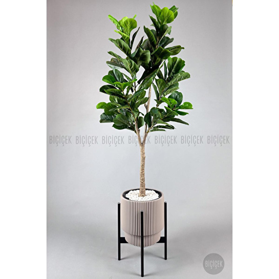 Biçiçek Keman Yapraklı Kauçuk Bitkisi Fiddle Lyrata Gala Saksı 175-200 Cm Kahverengi-siyah