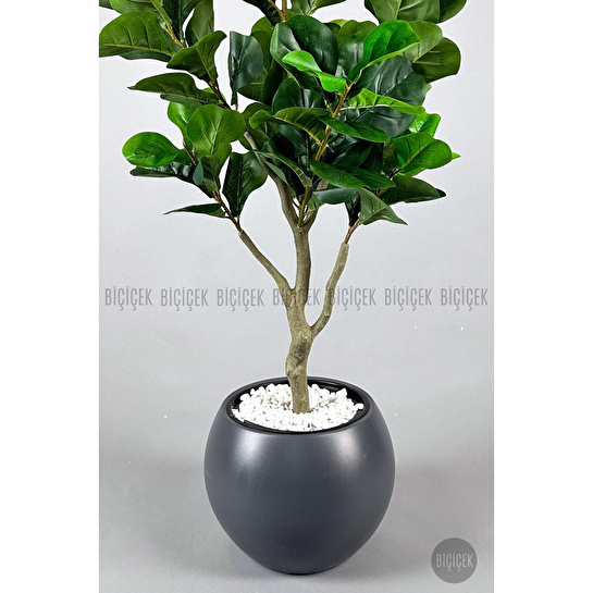 Biçiçek Keman Yapraklı Kauçuk Bitkisi Fiddle Lyrata Küre Saksı 150 Cm Antresit