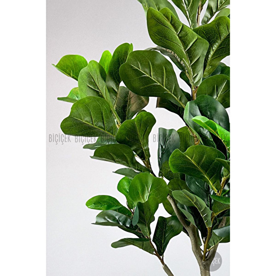 Biçiçek Keman Yapraklı Kauçuk Bitkisi Fiddle Lyrata Küre Saksı 150 Cm Antresit