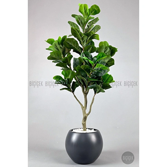 Biçiçek Keman Yapraklı Kauçuk Bitkisi Fiddle Lyrata Küre Saksı 150 Cm Antresit