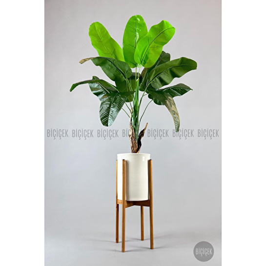 Biçiçek Muz Ağacı Tek Gövde 125-175 Cm Çok Renkli