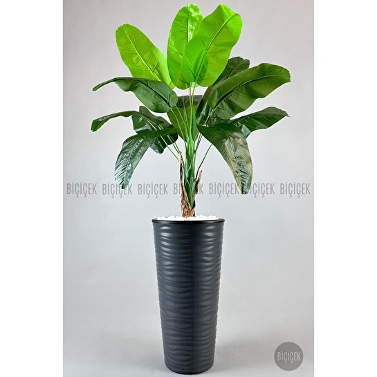 Biçiçek Muz Ağacı Tek Gövde 125-175 Cm Gri