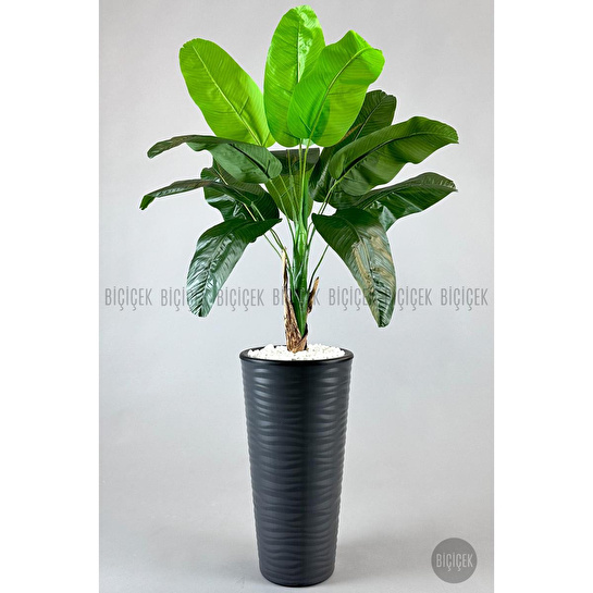 Biçiçek Muz Ağacı Tek Gövde 125-175 Cm Gri