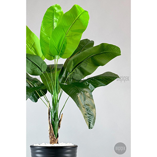 Biçiçek Muz Ağacı Tek Gövde 125-175 Cm Gri