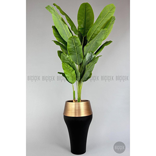 Biçiçek 220cm Starliçe Bitkisi Cleopatra Saksıda Siyah Gold