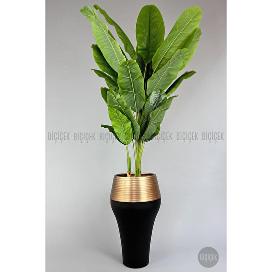 Biçiçek 220cm Starliçe Bitkisi Cleopatra Saksıda Siyah Gold