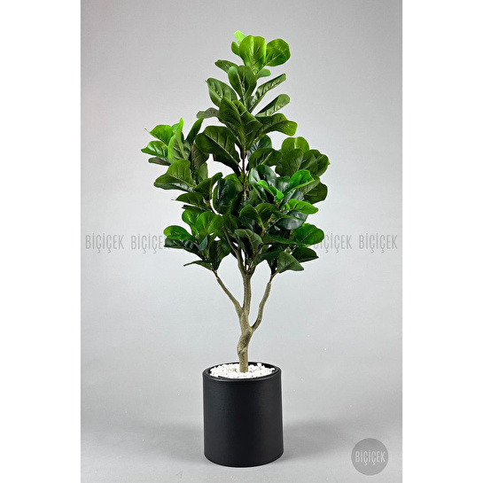 Biçiçek Keman Yapraklı Kauçuk Bitkisi Fiddle Lyrata Metal Saksı Siyah-150cm