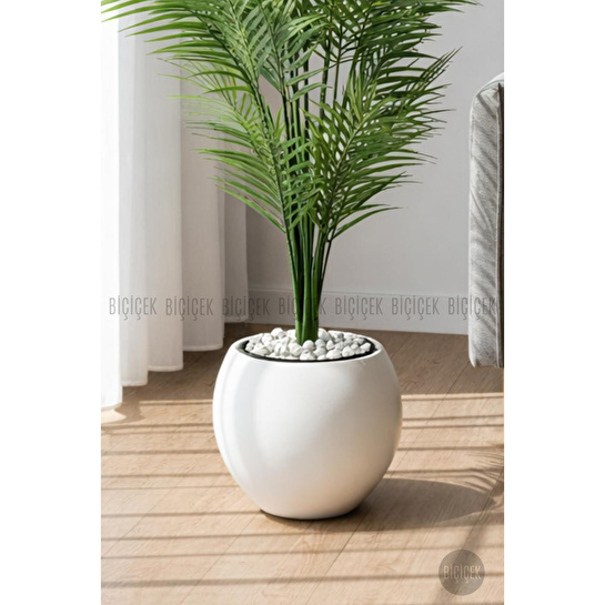 Biçiçek Areka Ağaci 24 Yaprakli 130 Cm Küre Saksida Beyaz