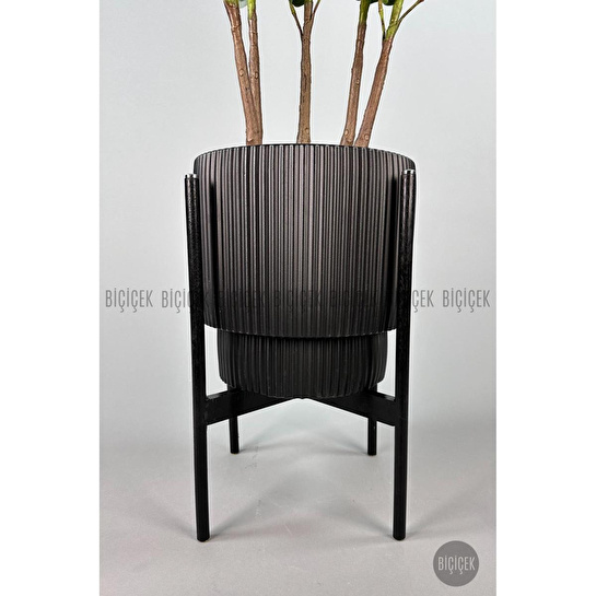 Biçiçek Keman Yapraklı Kauçuk Bitkisi Gala Saksıda Fiddle Lyrata 6