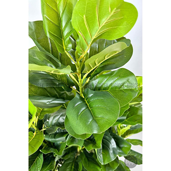 Biçiçek Keman Yapraklı Kauçuk Bitkisi Gala Saksıda Fiddle Lyrata 6